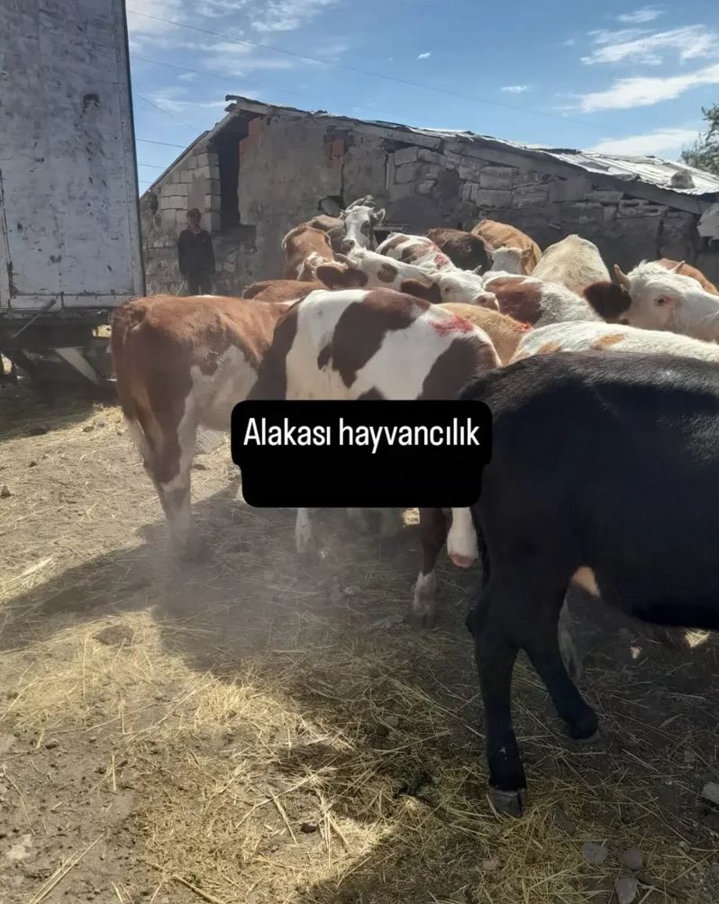 Alkaşi Hayvancılık